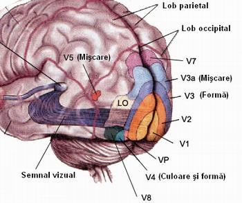 Lobul occipital si cortexul vizual - Descoperă