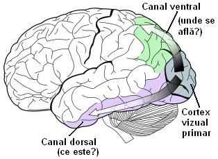 Lobul occipital si cortexul vizual - Descoperă